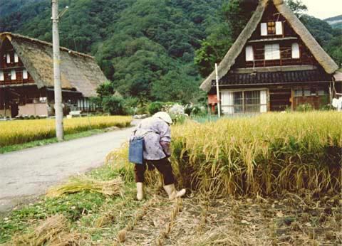 5-20. Ine-kari (harvesting rice), Suganuma Village