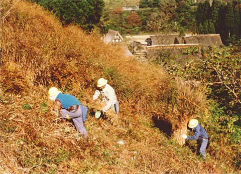 5-24. Harvesting thatch reeds, Suganuma Village