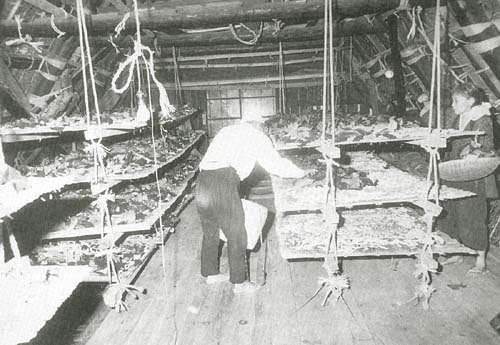 4. 合掌造り家屋の小屋内を利用して行われていた養蚕の作業