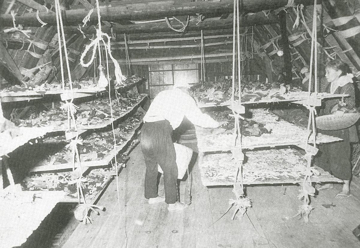 Fig.4. Sericulture work inside the Gassho-style roof-structure space (raising silk worms) , ca.1950